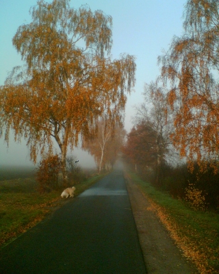Birkenweg im Herbst