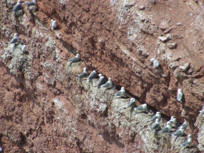 Tölpel auf Helgoland