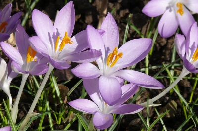 "Frühlings-Krokusse"