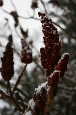 Rote Blüten im Winter