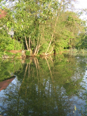 Baum am Teich