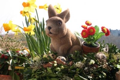 Osterhase im Balkonkasten