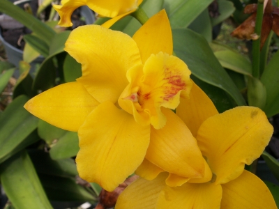 Gelbe Orchidee 3