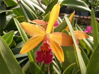 Gelbe Orchidee 4