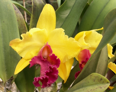Gelbe Orchidee 5