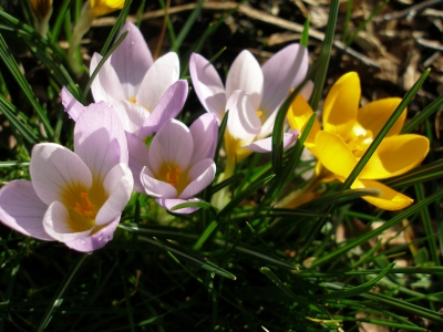 Der Frühling ist (fast)da