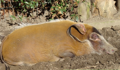 Pinselohr-Schwein