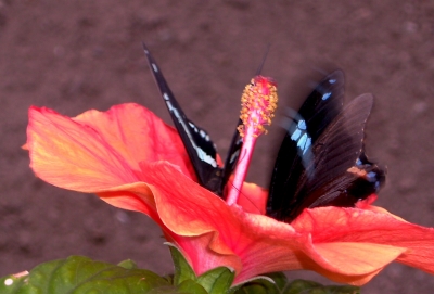 Schmetterling