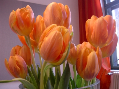 Tulpe 3