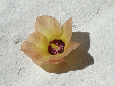 Blume im Sand