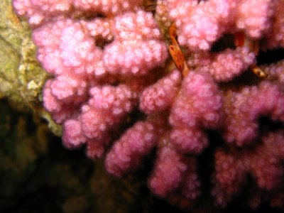 Koralle mit Krabbe