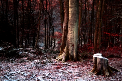 Dezember 2007 im Wald bei Bitburg