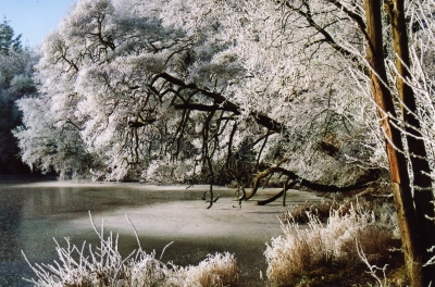 Waldsee im Winter