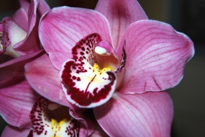 Blüte der Orchidee
