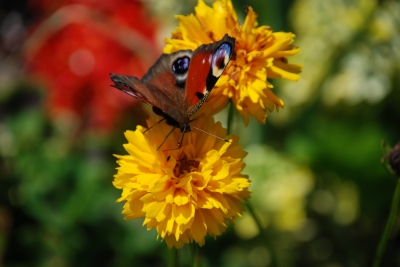 Gelbe Blüten mit Schmetterling...