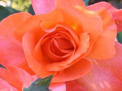 Offene Rosenblüte