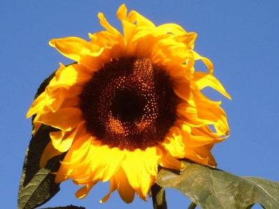 Sonnenblume I