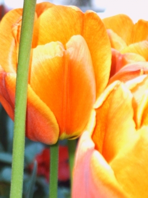 Gelb-Orange Tulpen