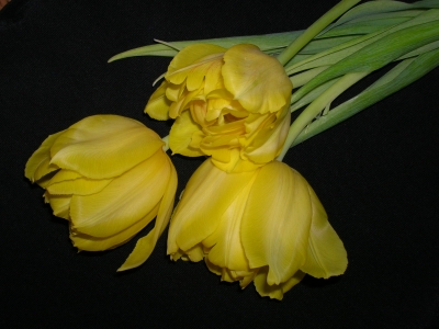 gelbe Tulpen 3