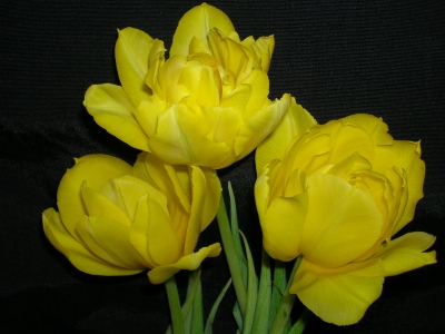 Tulpen 3