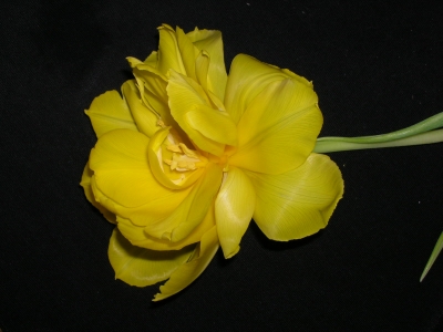 gelbe Blüte
