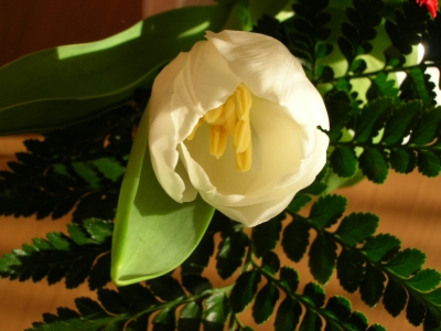 weiße Tulpenblüte