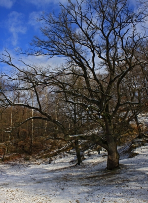 Broichbachtal im Winter