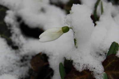 Schneeglöckchen