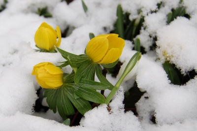 Durchbruch der Winterlinge