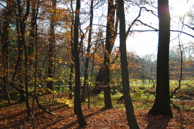 Herbstwäldchen