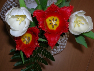 Rote und weiße Tulpen