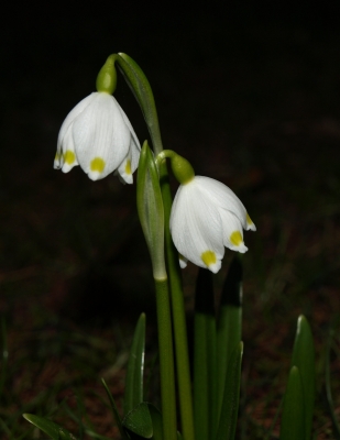 Märzenbecher