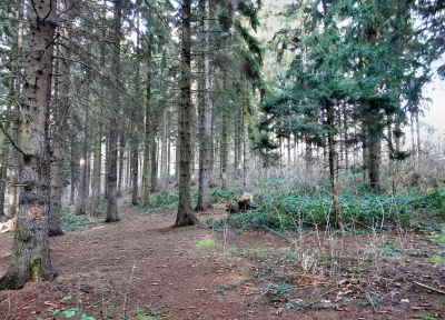 Wald im Herbst