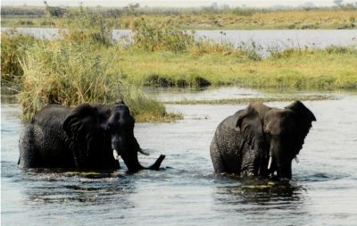 Elefanten im Chobe River