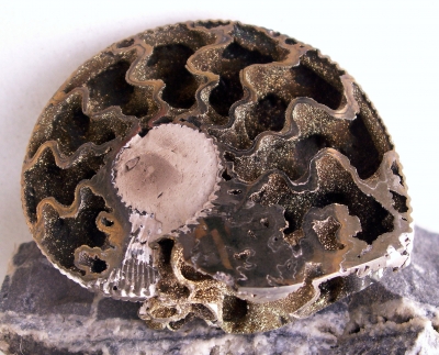 Ammonit/Querschnitt