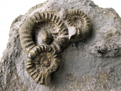 Ammoniten/Bielefeld
