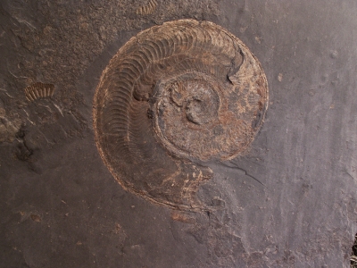Ammonit/Holzmaden