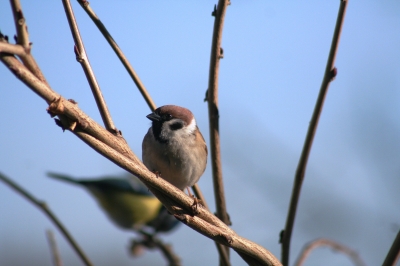 Ein Spatz