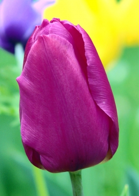 Tulpen