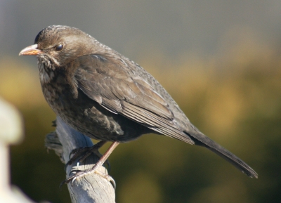 Amsel