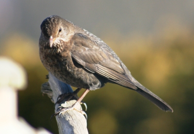 Amsel