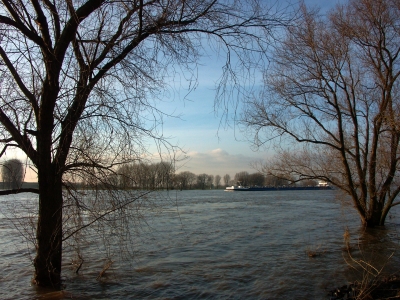 Rheinhochwasser