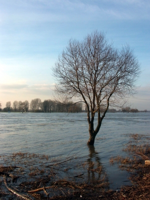 Hochwasserbaum