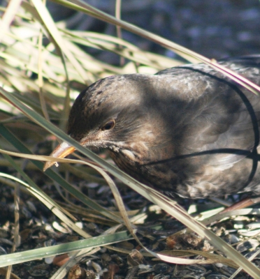 Amsel