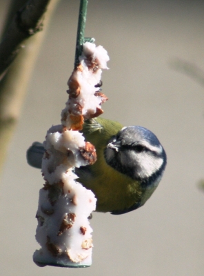 Blaumeise