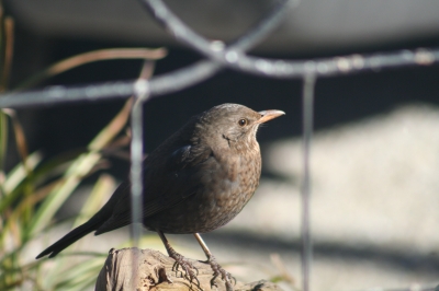 Amsel