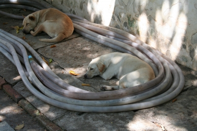 Hunde in Phetchaburi