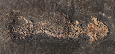 Skelett/Discosauricus pulcherimum