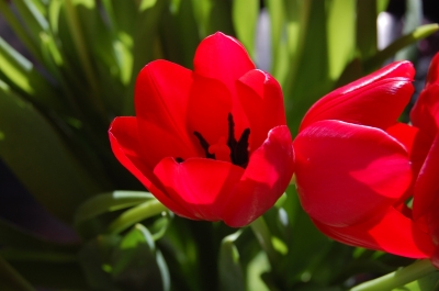 Red Tulip 1