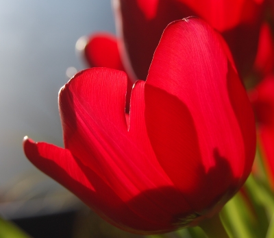 Red Tulip 3